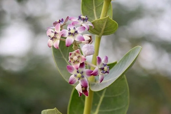 Nahaufnahme von lila und weißen Blüten an einer Pflanze